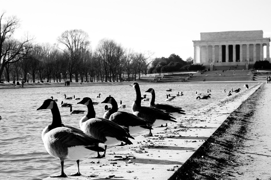 Canada geese on parade