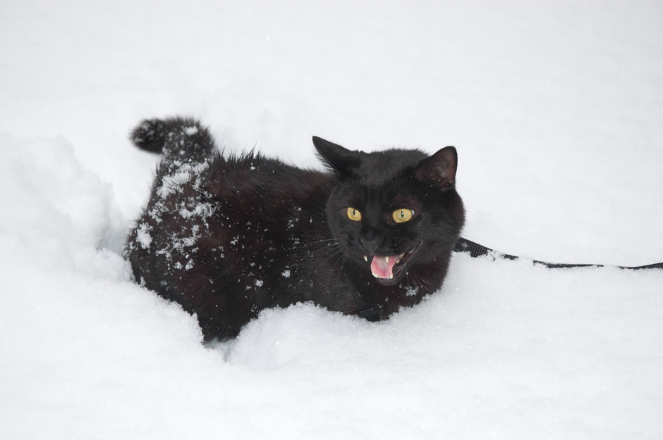 Morph in the snow