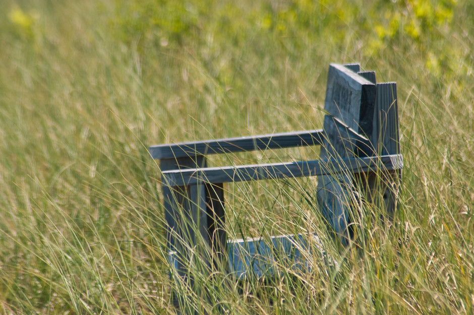 Bench in tall grass