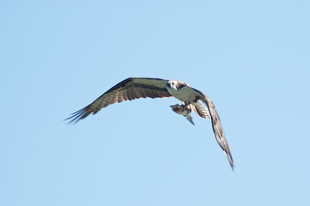 Florida osprey in flight