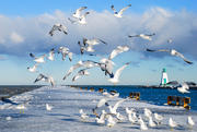Seagulls by Lake Ontario
