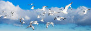 Seagulls in flight #2