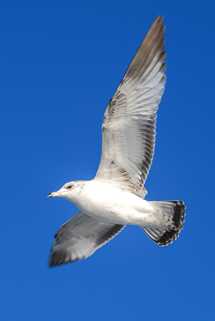 Common seagull