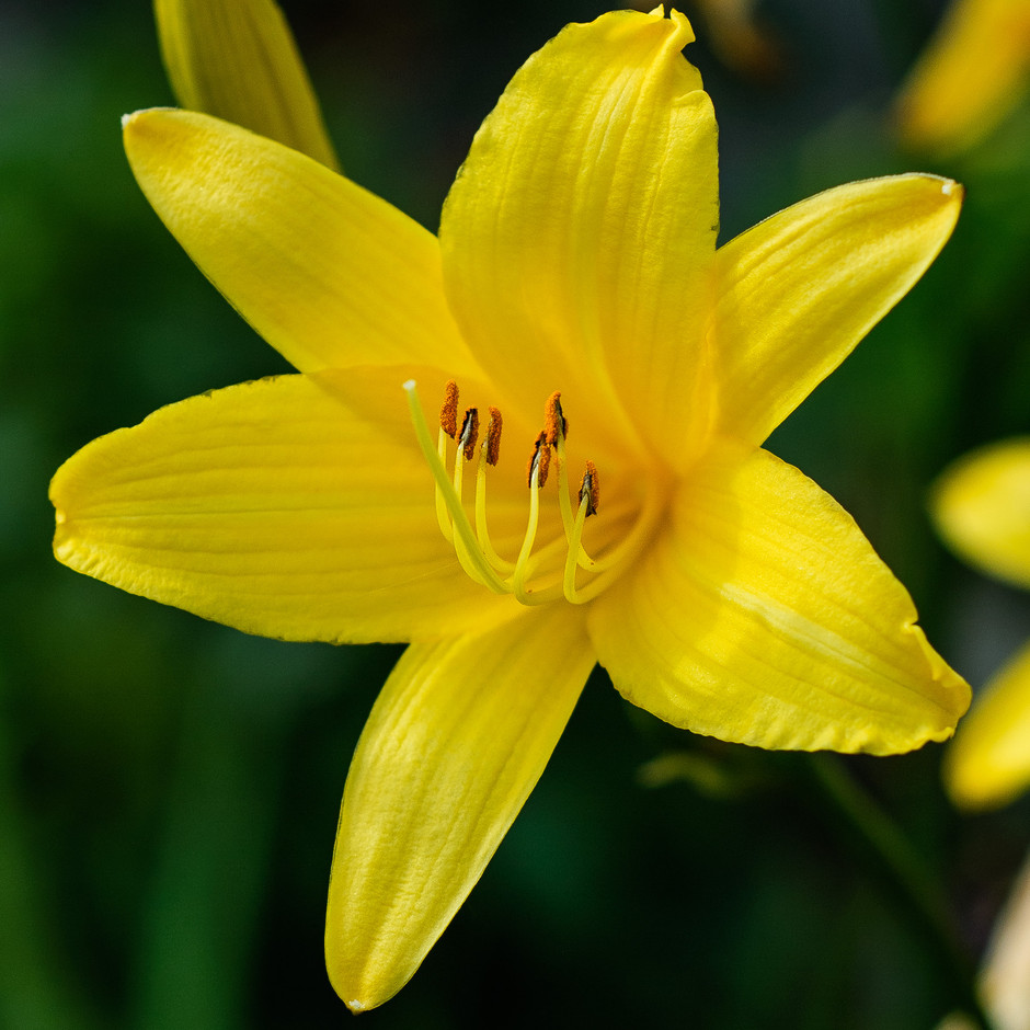 Yellow lily