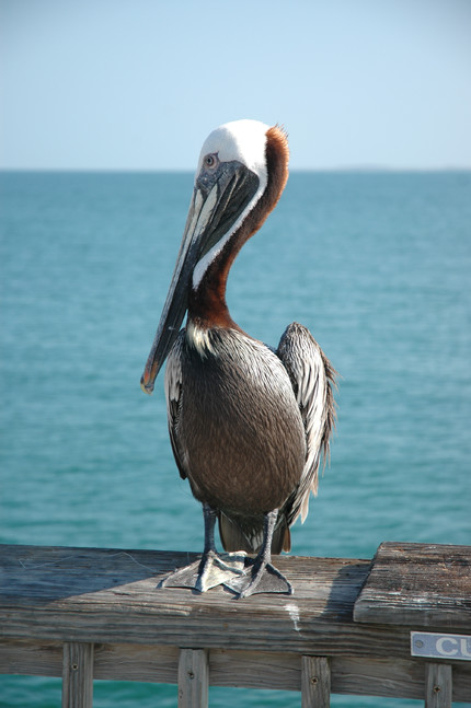 Meet Henry the Pelican