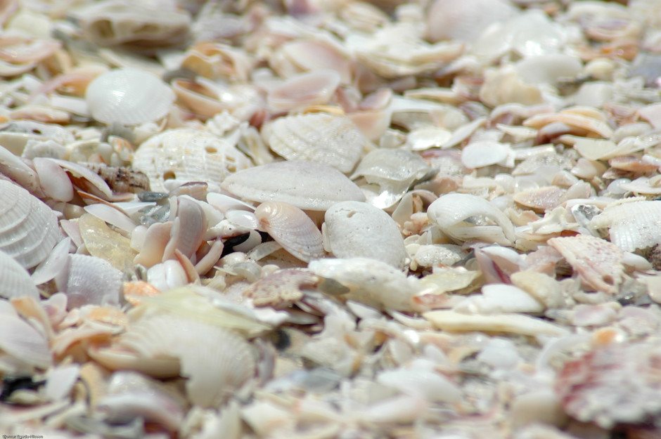 Sea Shells By The Sea Shore