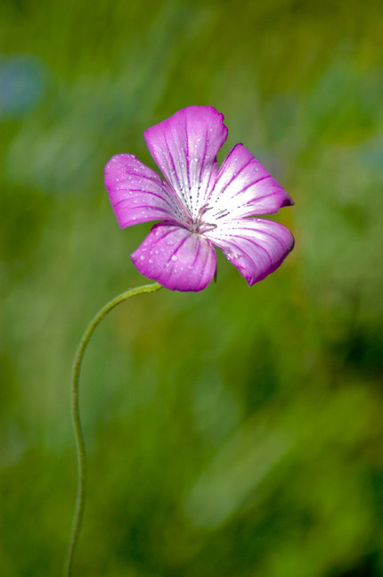 A solitary flower