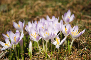 First spring flowers #2